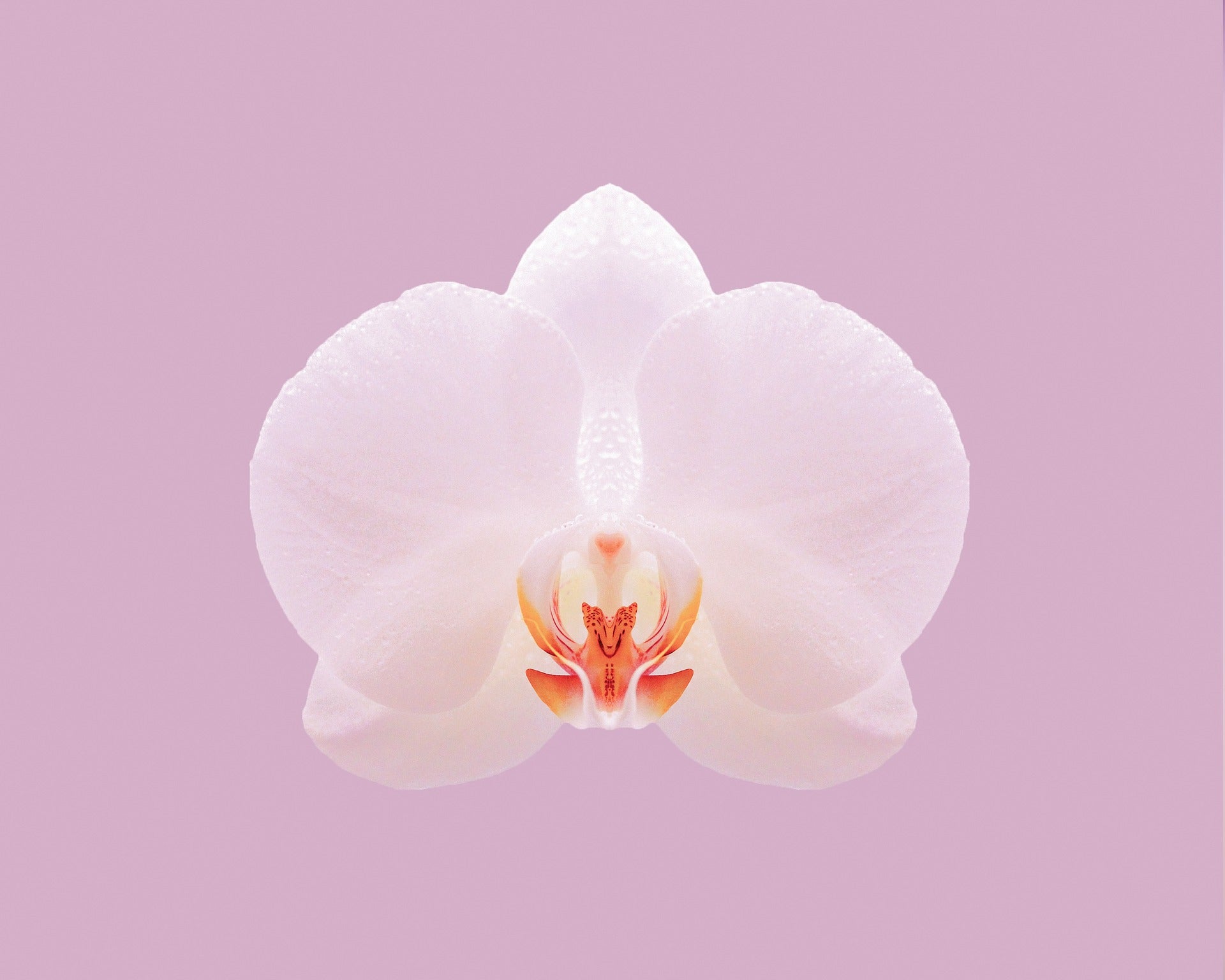 Do Orchids have an Aroma?