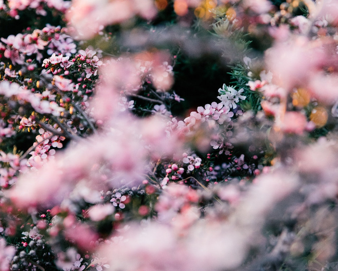 Harvesting Flowers for the Perfume Industry